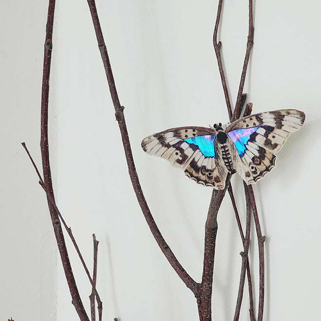 [KOREAN MUSEUM LIFE] mother-of-pearl butterfly magnet